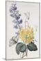 Hyacinth, Cyclamen and Narcissi-Pierre-Joseph Redouté-Mounted Giclee Print