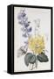 Hyacinth, Cyclamen and Narcissi-Pierre-Joseph Redouté-Framed Stretched Canvas