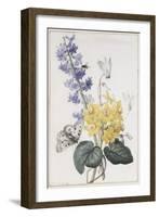 Hyacinth, Cyclamen and Narcissi-Pierre-Joseph Redouté-Framed Giclee Print