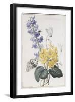 Hyacinth, Cyclamen and Narcissi-Pierre-Joseph Redouté-Framed Giclee Print