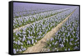 Hyacinth Field-ErikdeGraaf-Framed Stretched Canvas