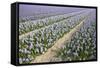 Hyacinth Field-ErikdeGraaf-Framed Stretched Canvas