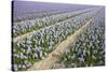 Hyacinth Field-ErikdeGraaf-Stretched Canvas