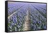 Hyacinth Field-ErikdeGraaf-Framed Stretched Canvas