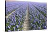 Hyacinth Field-ErikdeGraaf-Stretched Canvas