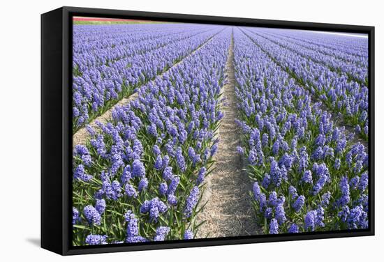 Hyacinth Field-ErikdeGraaf-Framed Stretched Canvas