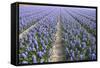 Hyacinth Field-ErikdeGraaf-Framed Stretched Canvas
