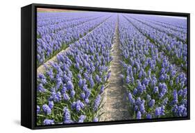 Hyacinth Field-ErikdeGraaf-Framed Stretched Canvas