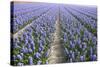 Hyacinth Field-ErikdeGraaf-Stretched Canvas
