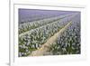 Hyacinth Field-ErikdeGraaf-Framed Photographic Print