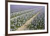 Hyacinth Field-ErikdeGraaf-Framed Photographic Print