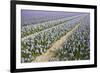 Hyacinth Field-ErikdeGraaf-Framed Photographic Print