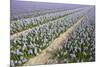 Hyacinth Field-ErikdeGraaf-Mounted Photographic Print