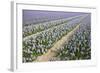 Hyacinth Field-ErikdeGraaf-Framed Photographic Print