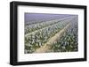 Hyacinth Field-ErikdeGraaf-Framed Photographic Print