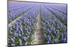 Hyacinth Field-ErikdeGraaf-Mounted Photographic Print