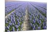 Hyacinth Field-ErikdeGraaf-Mounted Photographic Print