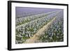 Hyacinth Field-ErikdeGraaf-Framed Photographic Print