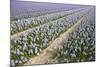 Hyacinth Field-ErikdeGraaf-Mounted Photographic Print