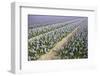 Hyacinth Field-ErikdeGraaf-Framed Photographic Print