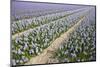 Hyacinth Field-ErikdeGraaf-Mounted Photographic Print