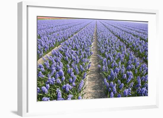 Hyacinth Field-ErikdeGraaf-Framed Photographic Print