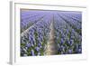 Hyacinth Field-ErikdeGraaf-Framed Photographic Print