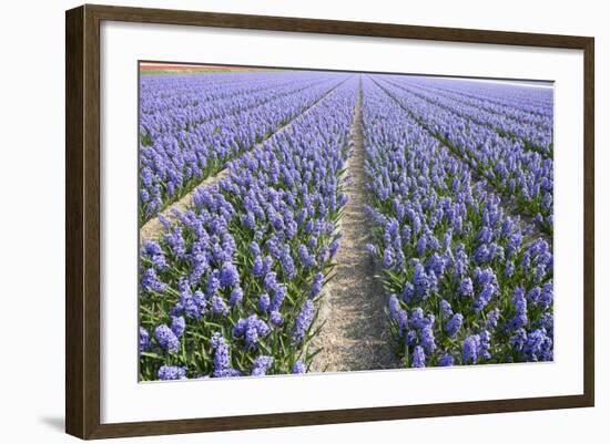 Hyacinth Field-ErikdeGraaf-Framed Photographic Print