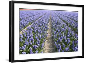 Hyacinth Field-ErikdeGraaf-Framed Photographic Print