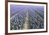 Hyacinth Field-ErikdeGraaf-Framed Photographic Print