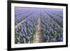 Hyacinth Field-ErikdeGraaf-Framed Photographic Print