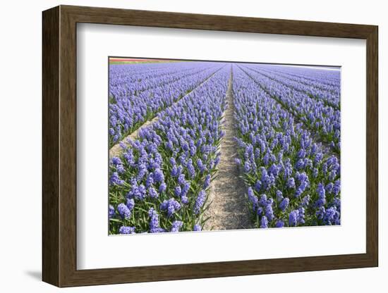 Hyacinth Field-ErikdeGraaf-Framed Photographic Print