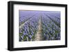 Hyacinth Field-ErikdeGraaf-Framed Photographic Print