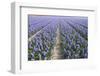 Hyacinth Field-ErikdeGraaf-Framed Photographic Print