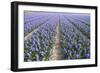 Hyacinth Field-ErikdeGraaf-Framed Photographic Print