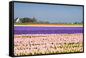 Hyacinth Fields in Purple and Pink-Colette2-Framed Stretched Canvas