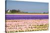 Hyacinth Fields in Purple and Pink-Colette2-Stretched Canvas