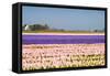Hyacinth Fields in Purple and Pink-Colette2-Framed Stretched Canvas