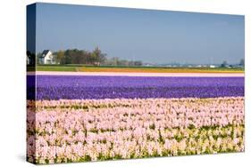 Hyacinth Fields in Purple and Pink-Colette2-Stretched Canvas