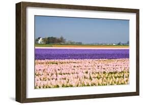 Hyacinth Fields in Purple and Pink-Colette2-Framed Photographic Print