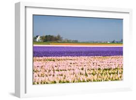 Hyacinth Fields in Purple and Pink-Colette2-Framed Photographic Print