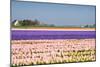 Hyacinth Fields in Purple and Pink-Colette2-Mounted Photographic Print