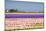 Hyacinth Fields in Purple and Pink-Colette2-Mounted Photographic Print
