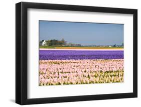 Hyacinth Fields in Purple and Pink-Colette2-Framed Photographic Print