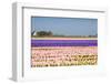 Hyacinth Fields in Purple and Pink-Colette2-Framed Photographic Print