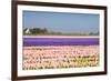 Hyacinth Fields in Purple and Pink-Colette2-Framed Photographic Print