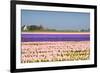 Hyacinth Fields in Purple and Pink-Colette2-Framed Photographic Print