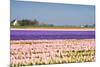 Hyacinth Fields in Purple and Pink-Colette2-Mounted Photographic Print