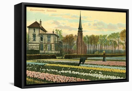 Hyacinth Fields, Sassenheim, Holland-null-Framed Stretched Canvas