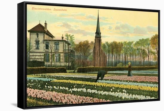 Hyacinth Fields, Sassenheim, Holland-null-Framed Stretched Canvas